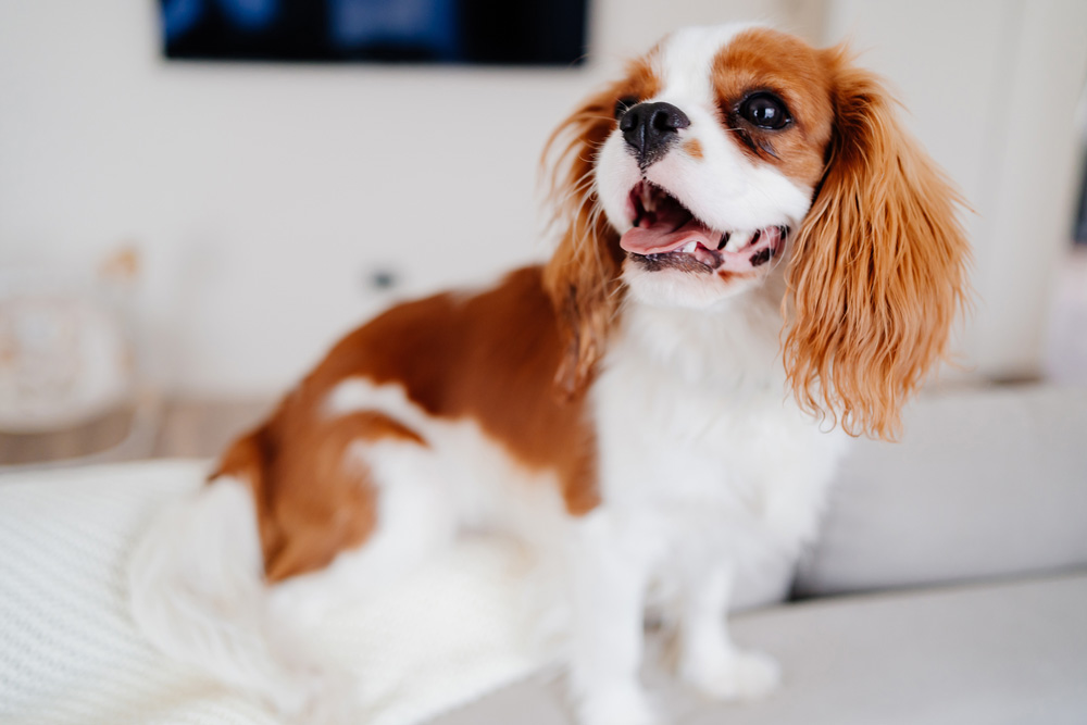 Tan and white Cavalier King Charles dog. The best dog breeds for apartments.