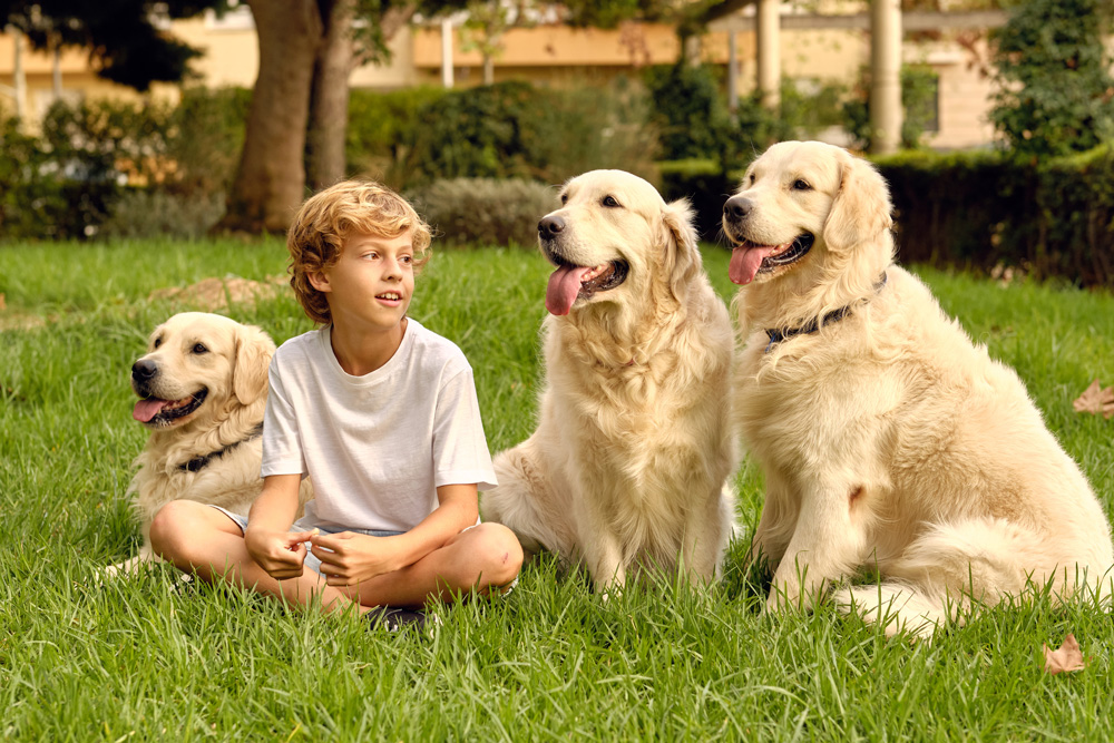 Boy sitting in grass with three golden retrievers.