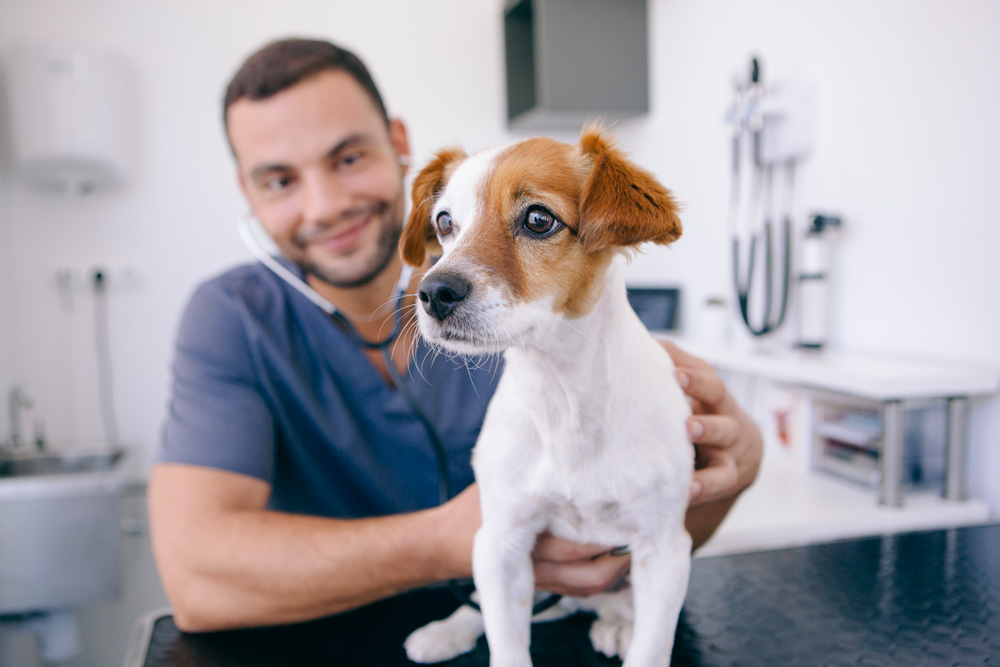 Prepare for a new puppy - vet visit.