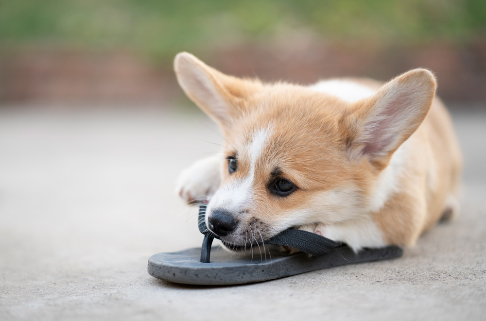 Prepare for a new puppy - puppy chewing on sandals.