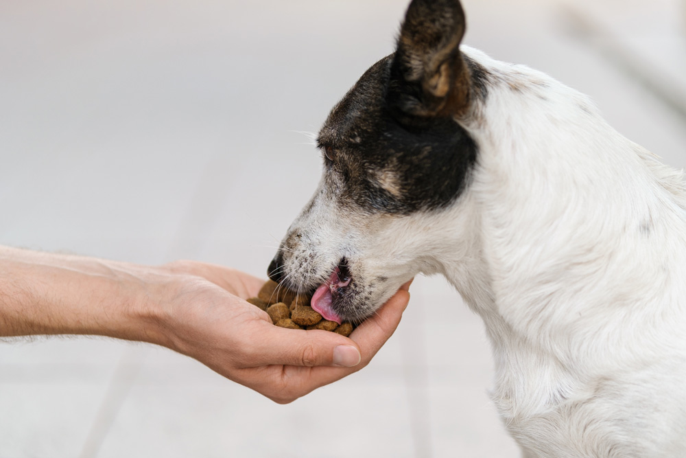 Hand feeding dog. Tips for dealing with fussy eating dogs.