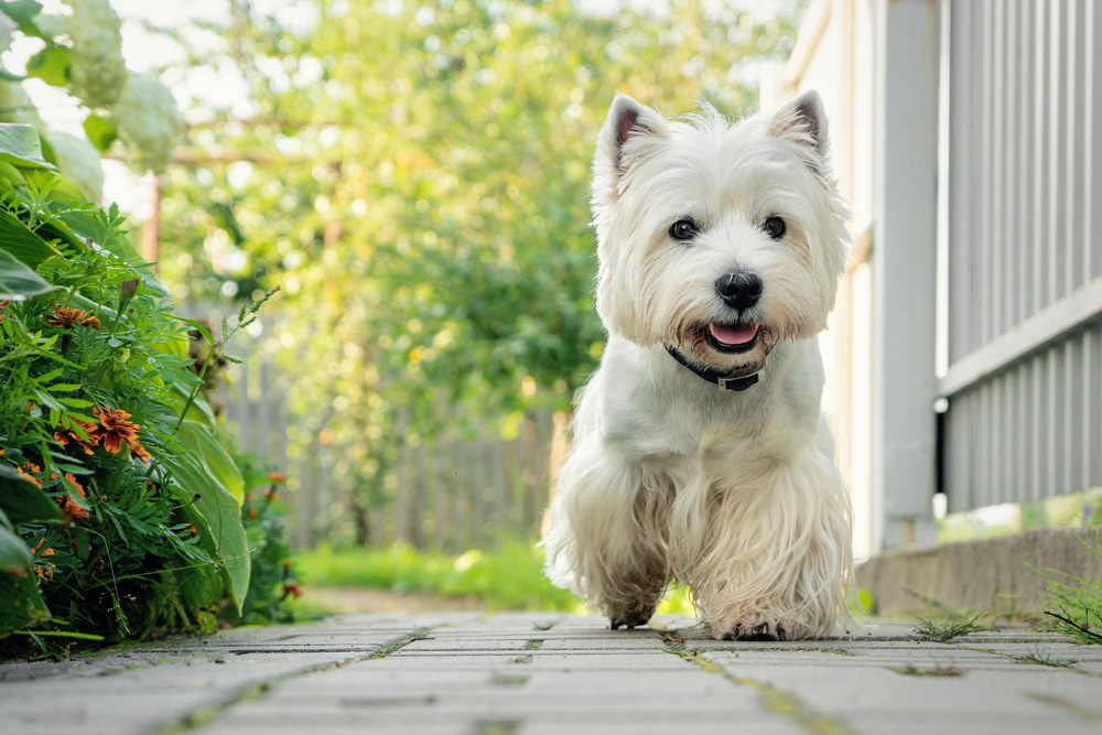 West Highland White Terrier. Hypoallergenic dog breeds.