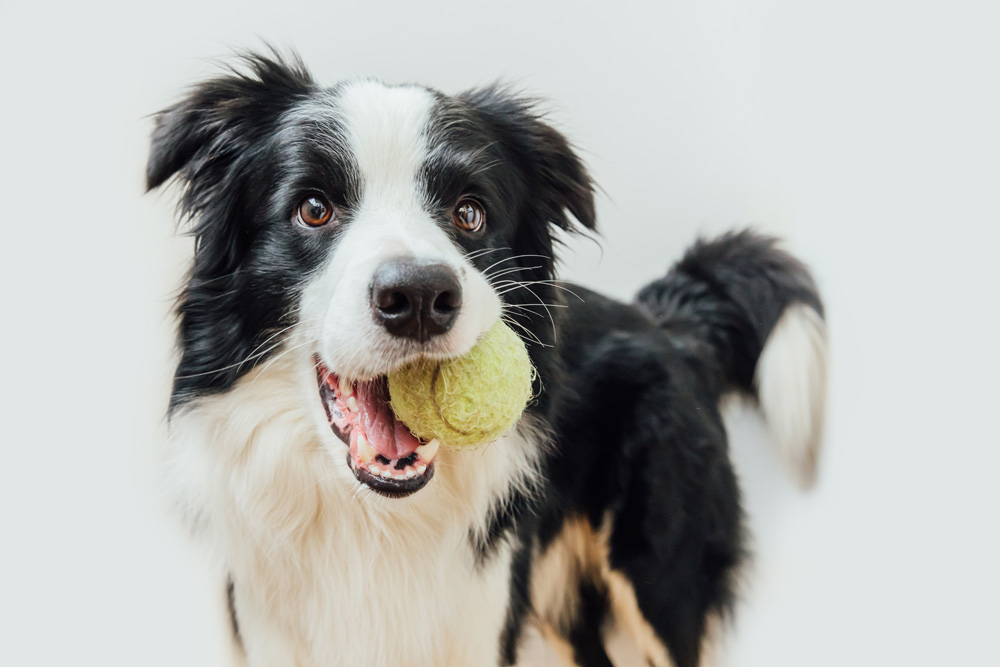 Border Collie Dog with a tennis ball in its mouth.