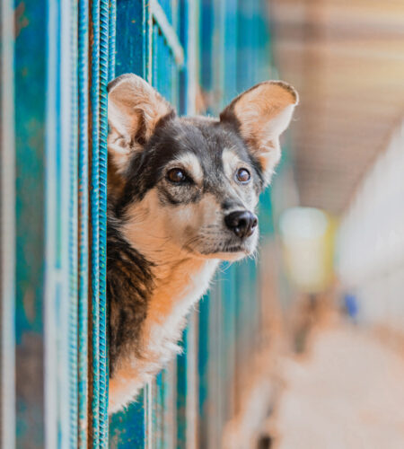 Adopt a best sale dog tasmania