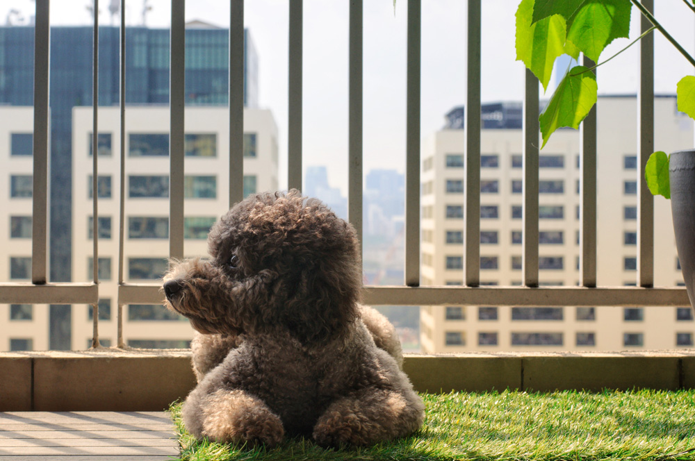 Poodle dog on balcony with artificial grass patch. 