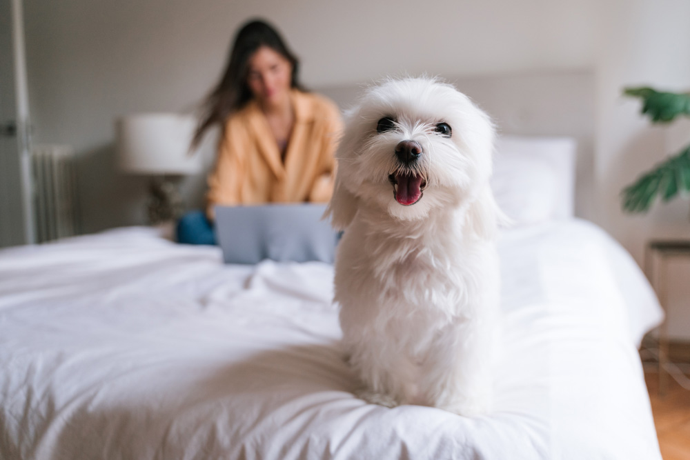 Maltese dog on bed with white sheets. Hypoallergenic dog breeds.