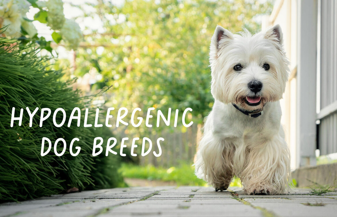 Hypoallergenic dog breeds