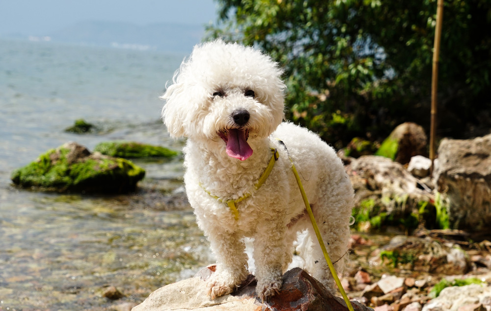 Bichon Frise dog standing on a rock. 