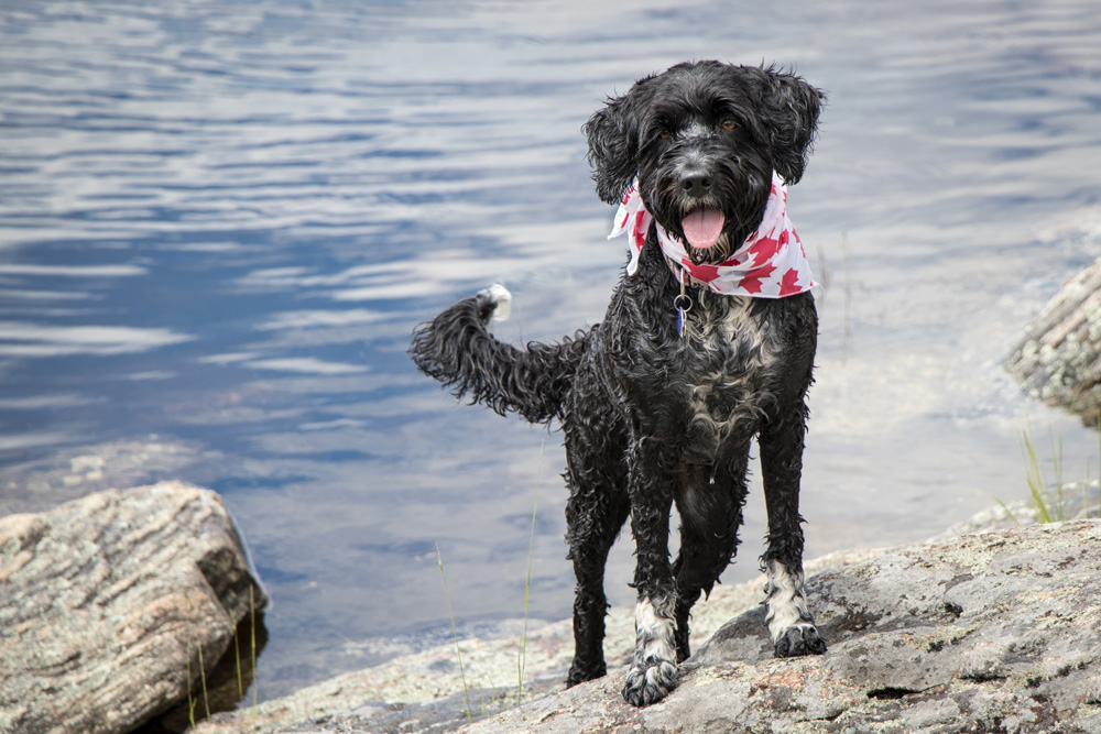 Portuguese Water Dog standing on a rock in front of a lake.