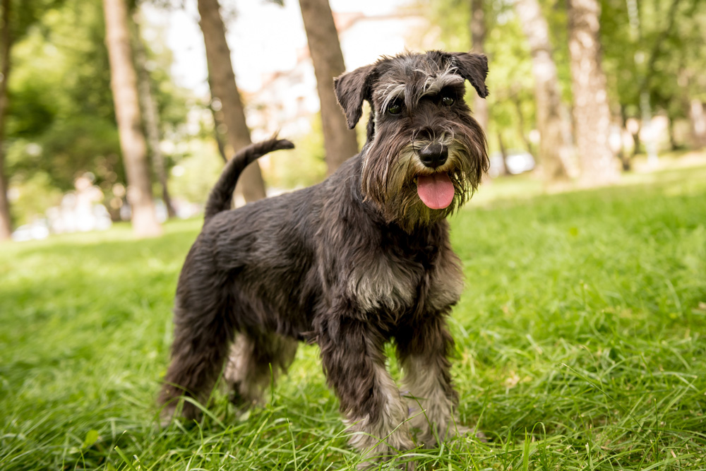 Schnauzer in the park. Hypoallergenic dog breeds.