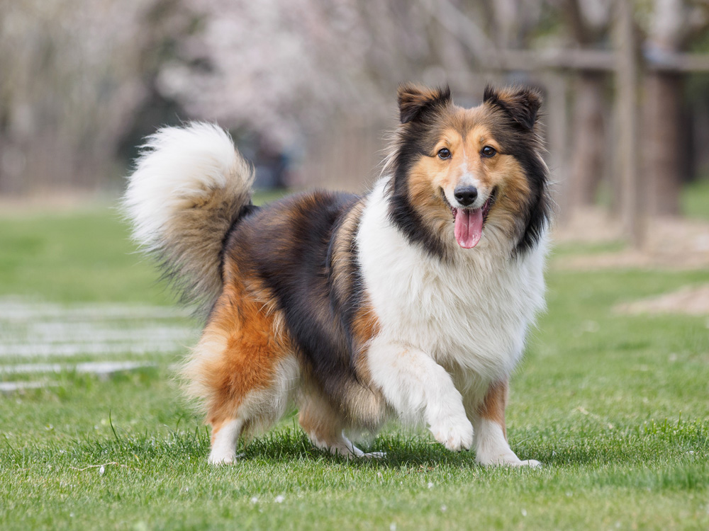 Happy Shetland Sheepdog playing outside.