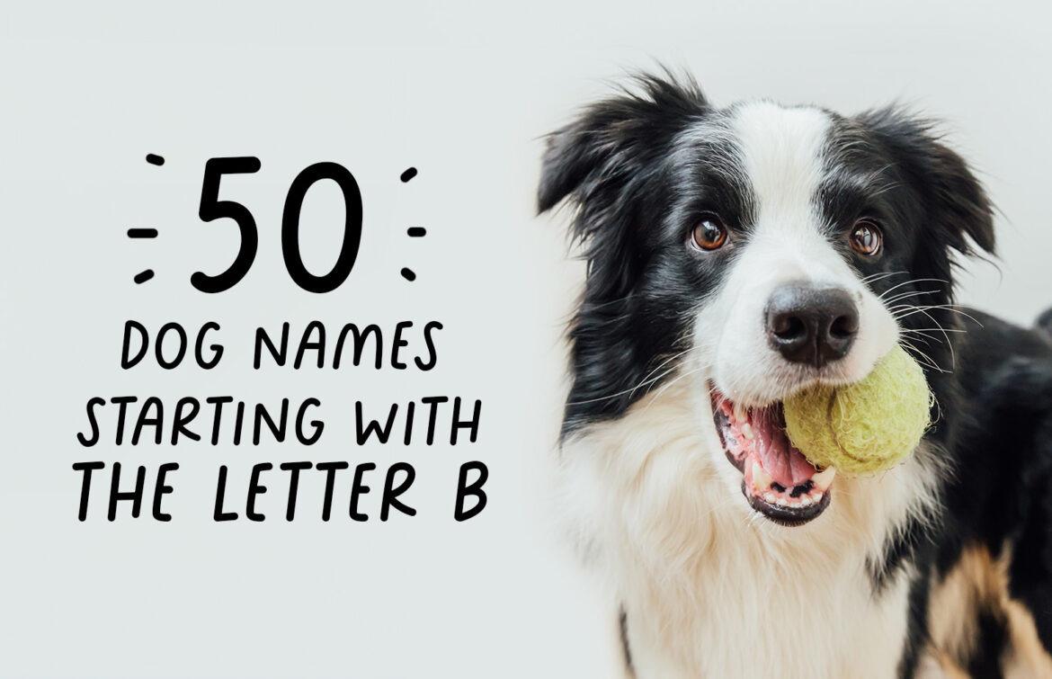 Dog names starting with the letter B