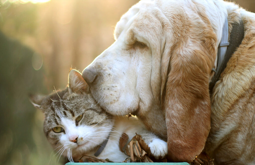 Basset Hound friendly with cat