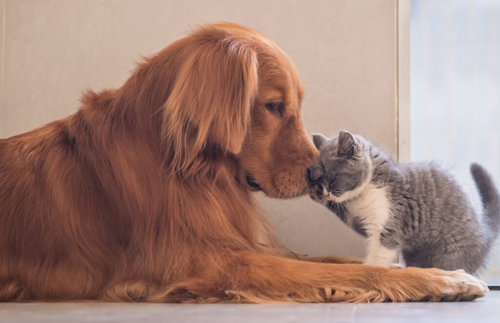 Golden Retriever dog with grey and white kitten. - Dog breeds that a good with cat. 