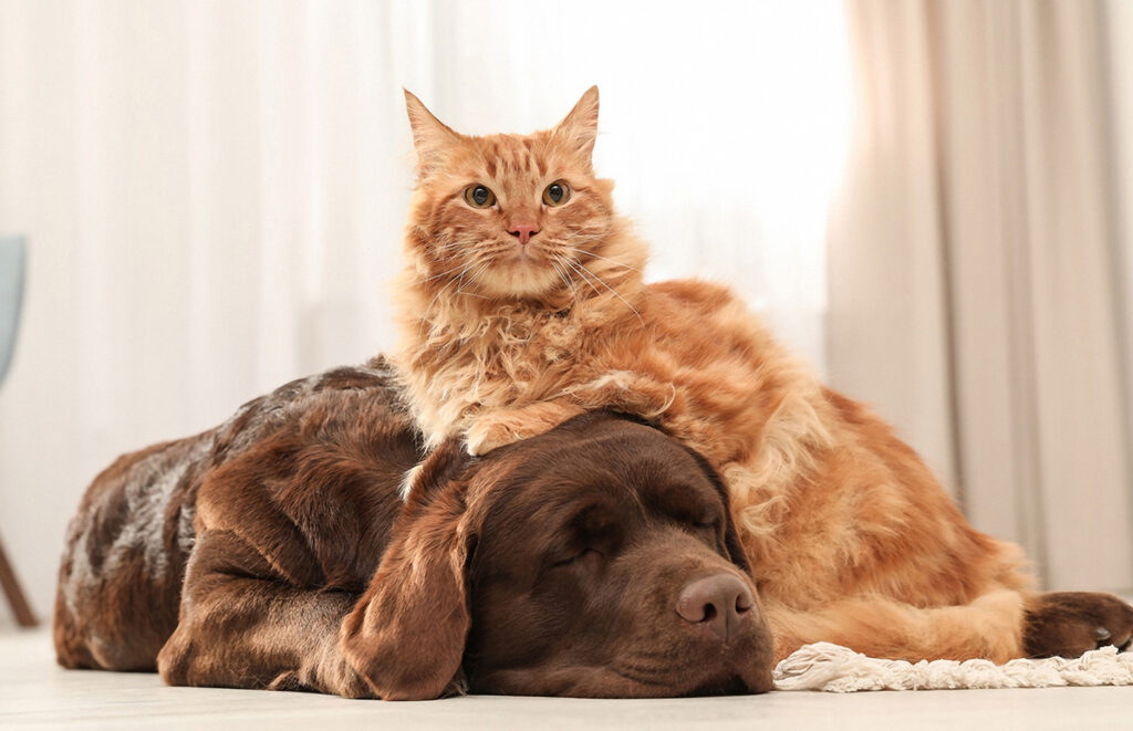 Chocolate Labrador with ginger cat. - Dog breeds that are good with cats.