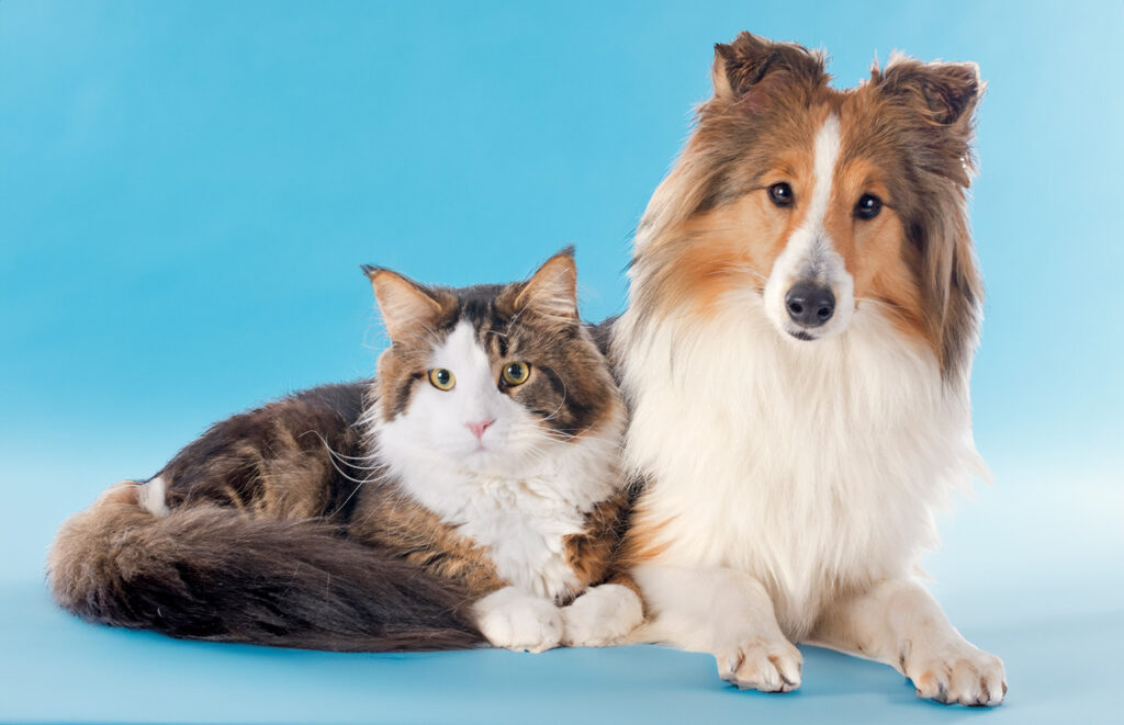 Dog breeds that are good with cats - Shetland Sheepdog with cat. 