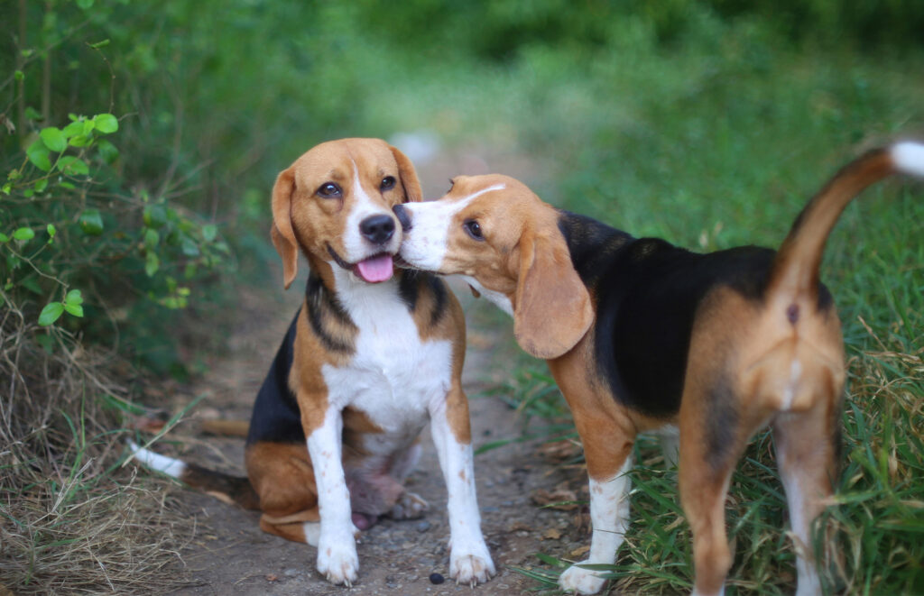 Two happy Beagle dogs outside.